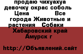 продаю чихуахуа девочку,окрас соболь › Цена ­ 25 000 - Все города Животные и растения » Собаки   . Хабаровский край,Амурск г.